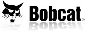 bobcat